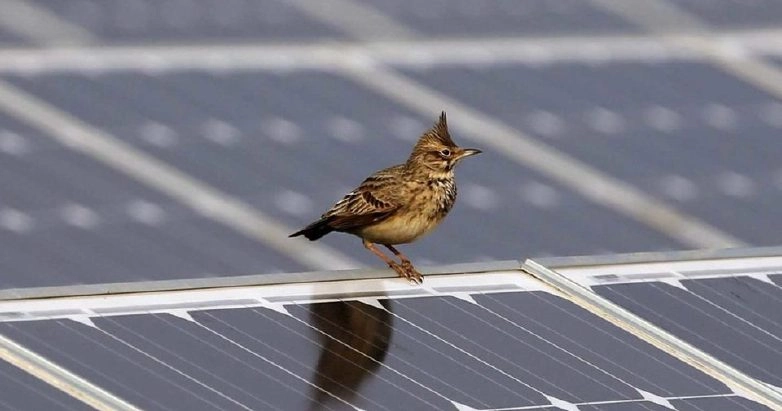 Protecția panourilor solare împotriva păsărilor